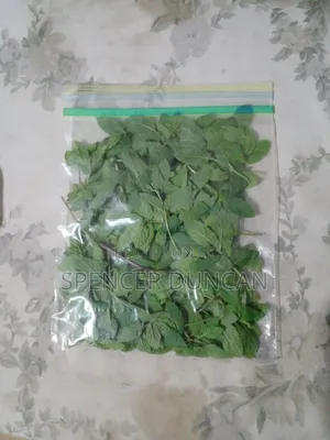 Photo - Fresh Organic Spearmint Exotic Breed Leaves and Seedling