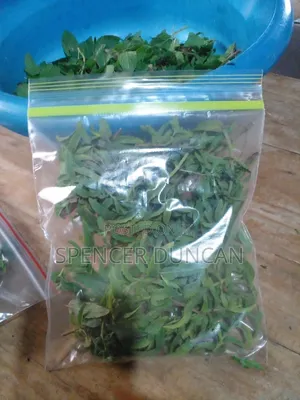 Photo - Fresh Spicy Peppermint Leaves Exotic Breed