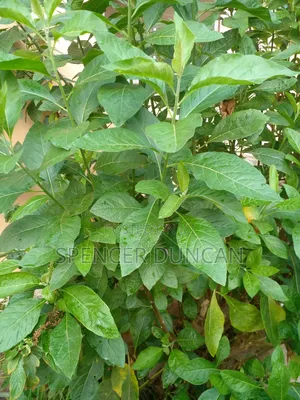 Photo - Fresh Bitter Leaves - Medicinal Herbs