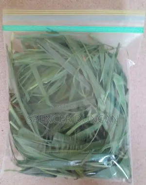 Photo - Fresh Lemon Grass Leaves and Seedlings