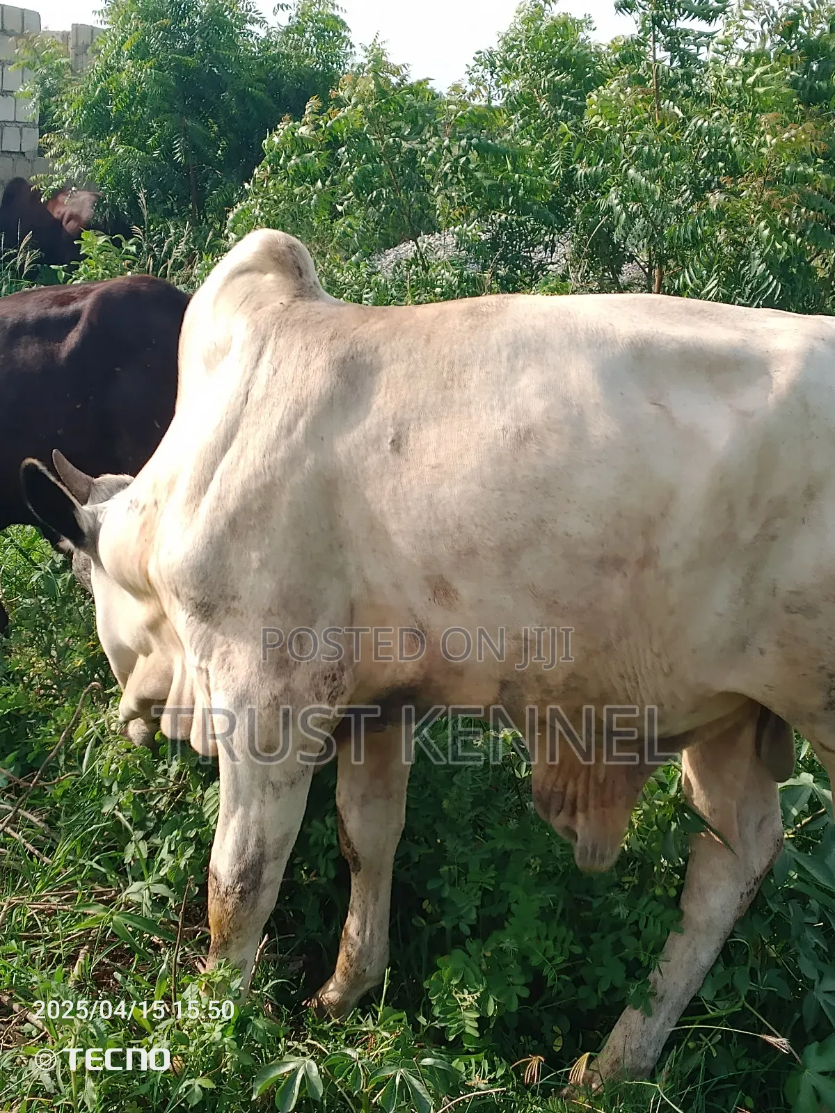 Healthy Cow Available