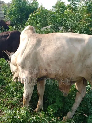 Healthy Cow Available