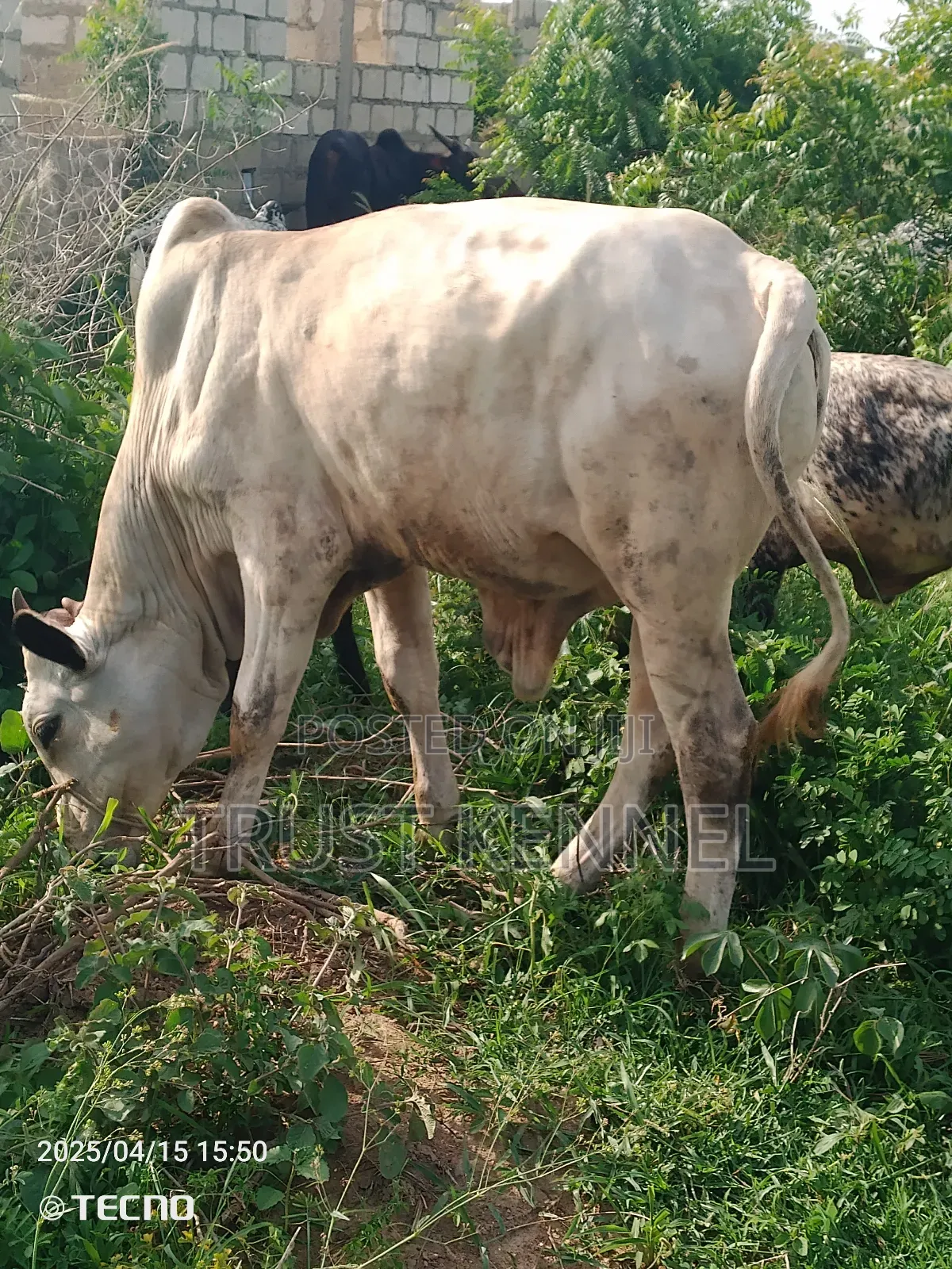 Healthy Cow Available