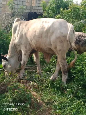 Healthy Cow Available