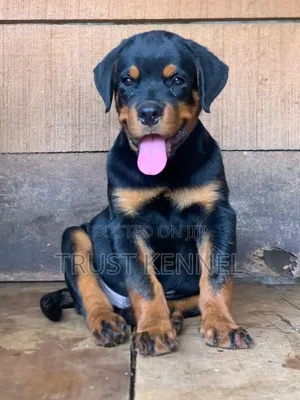 1-3 months Female Purebred Rottweiler