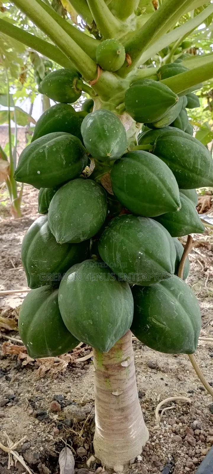 Dwarf Pawpaw Fruit, Seeds and Seedlings for Sale