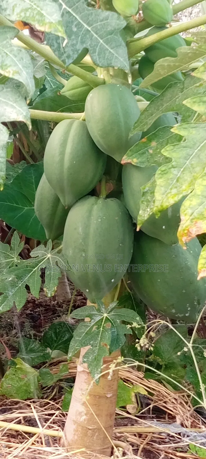 Dwarf Pawpaw Fruit, Seeds and Seedlings for Sale