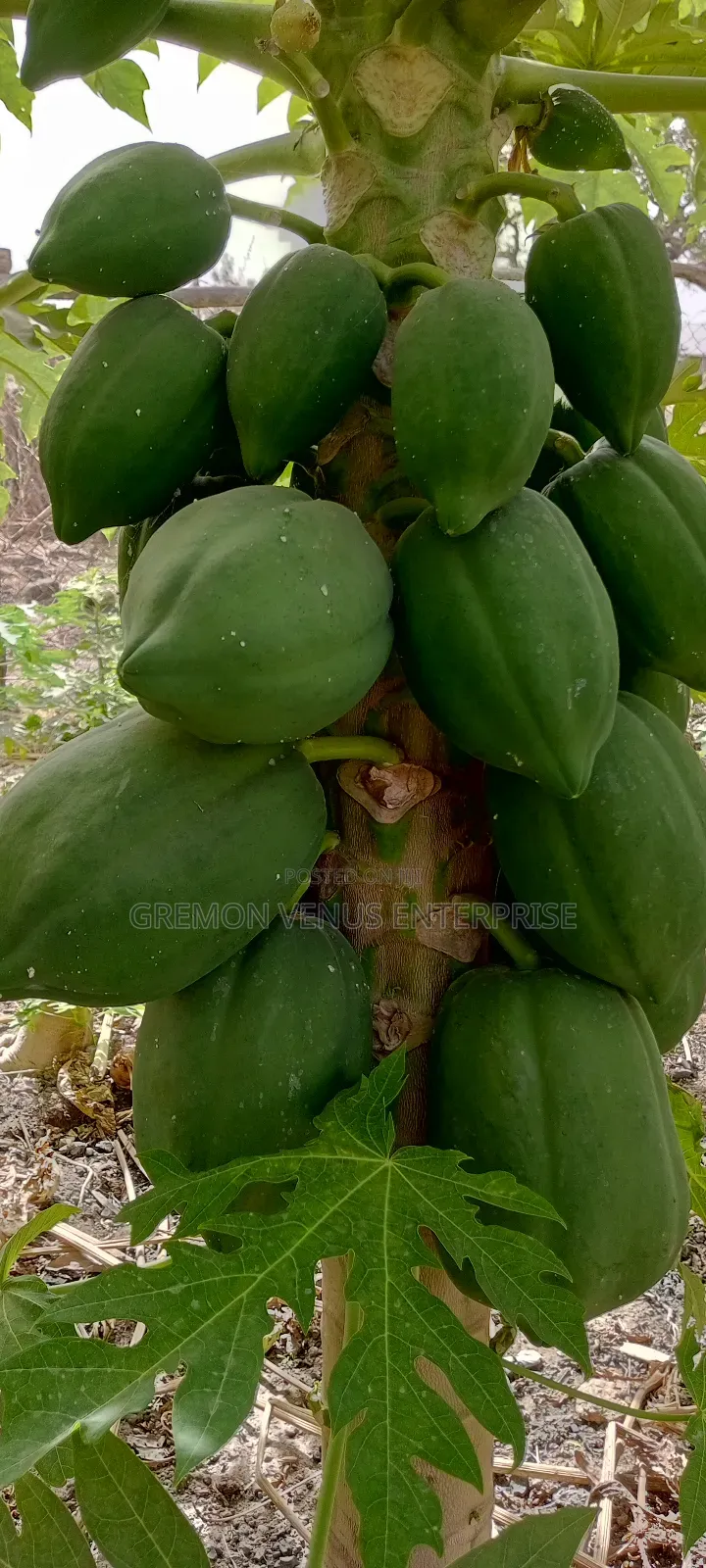 Dwarf Pawpaw Fruit, Seeds and Seedlings for Sale