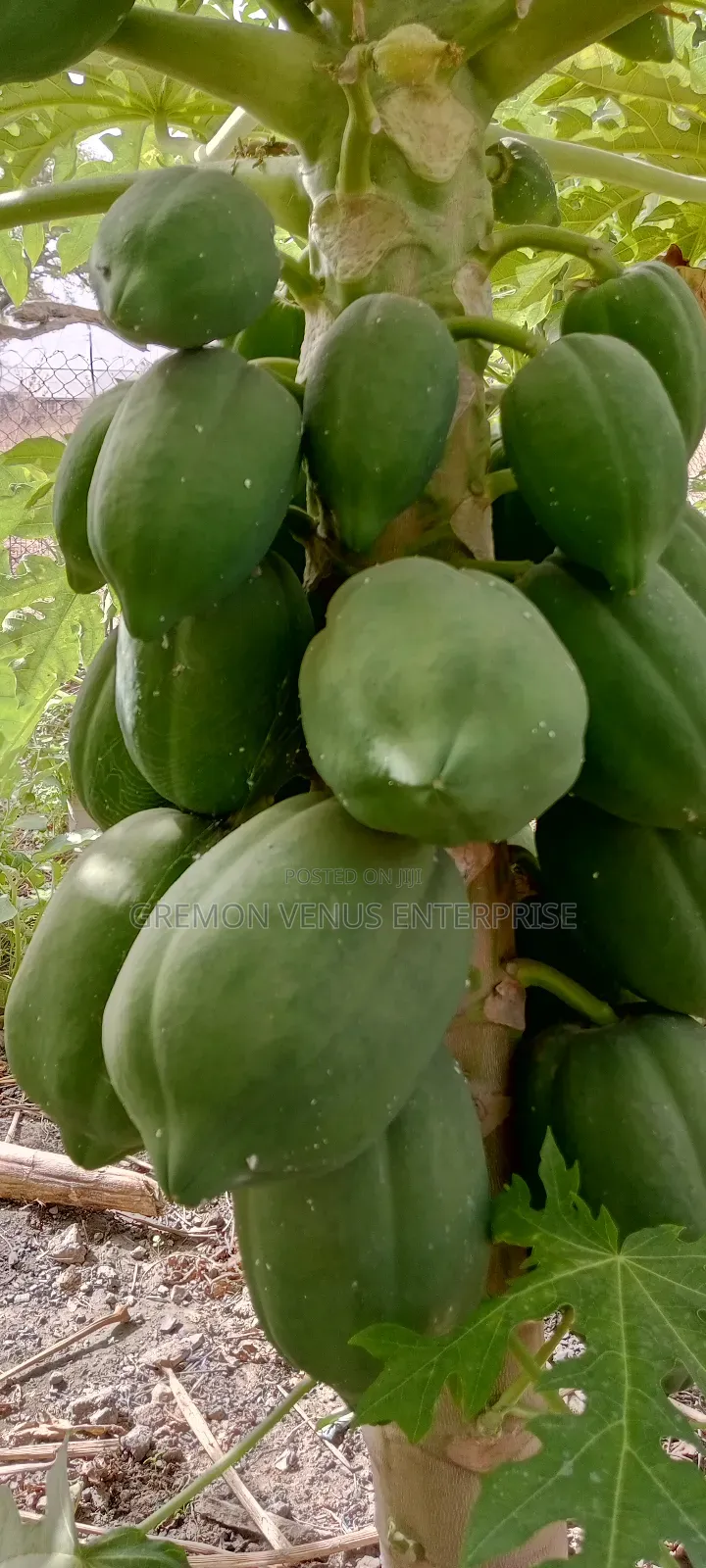 Dwarf Pawpaw Fruit, Seeds and Seedlings for Sale