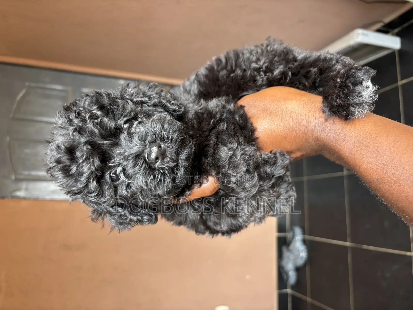 1-3 months Female Purebred Poodle