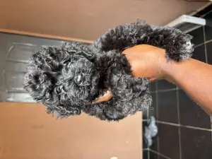 1-3 months Female Purebred Poodle