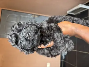 1-3 months Female Purebred Poodle