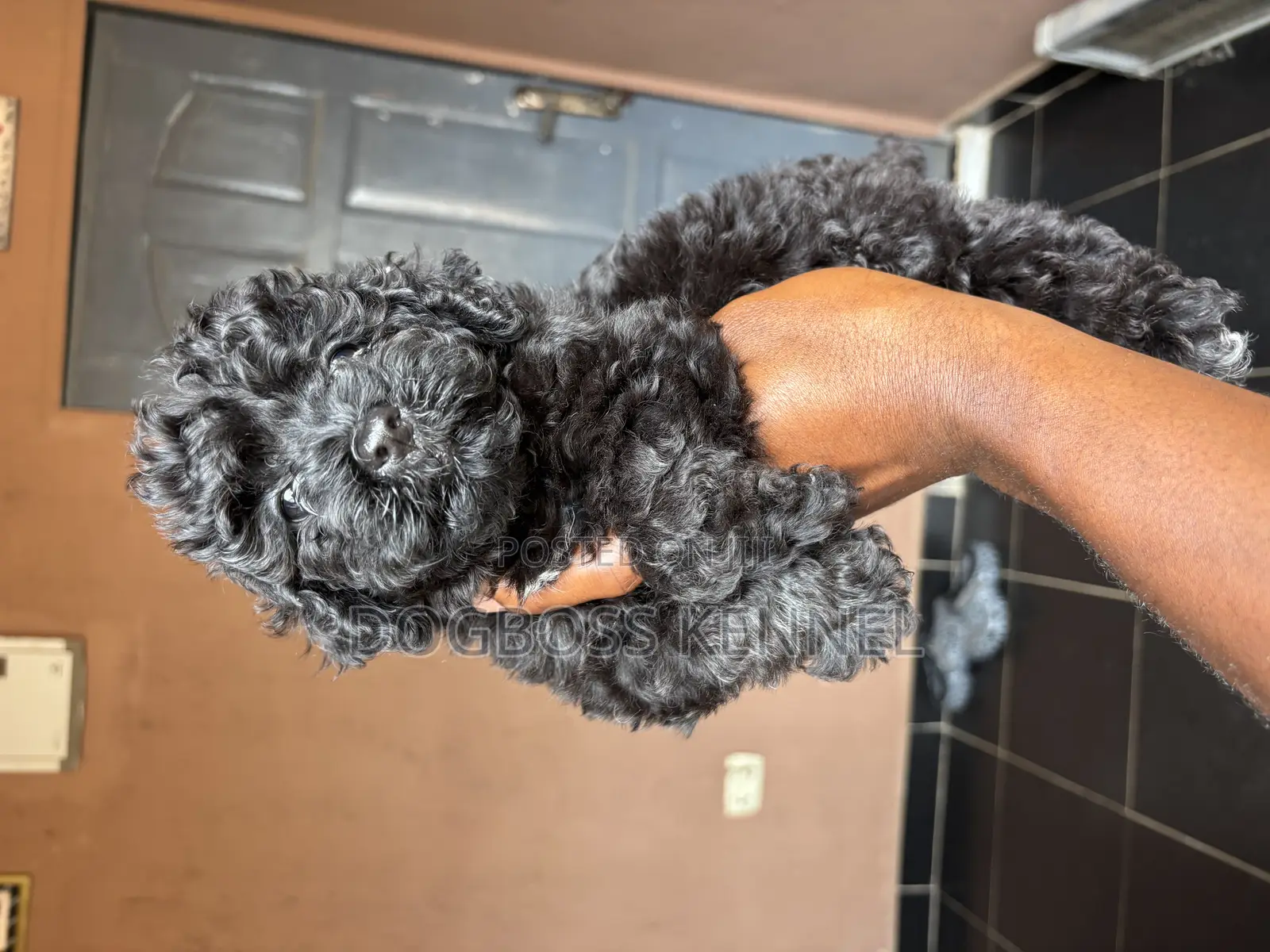 1-3 months Female Purebred Poodle