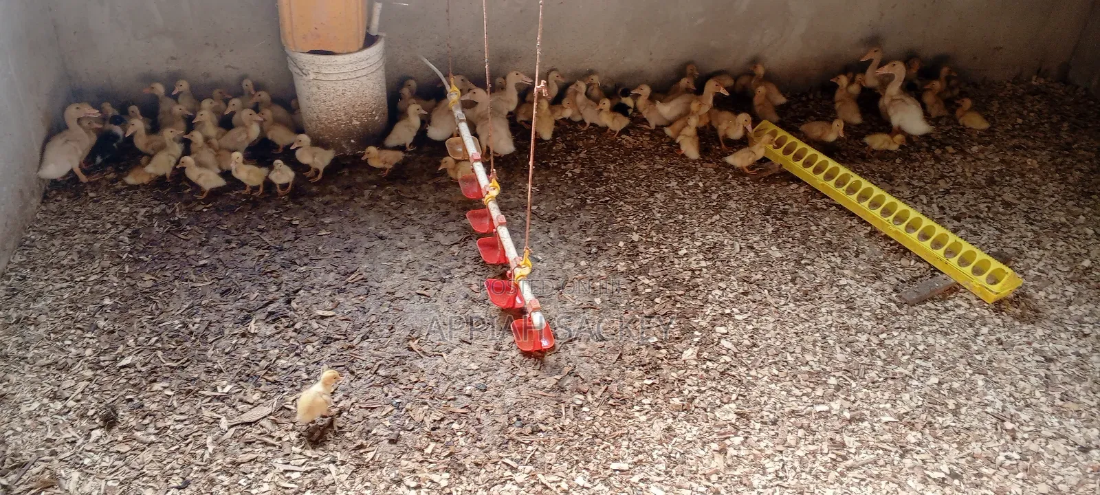 Jumbo Pekins