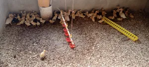 Jumbo Pekins