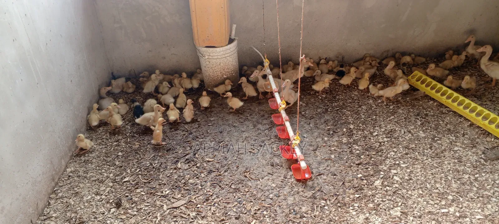 Jumbo Pekins