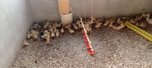 Jumbo Pekins