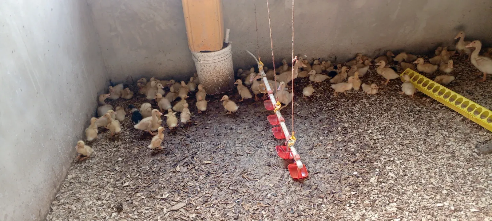 Jumbo Pekins