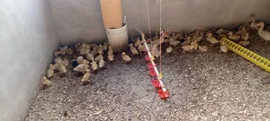 Jumbo Pekins