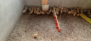 Jumbo Pekins