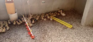 Jumbo Pekins