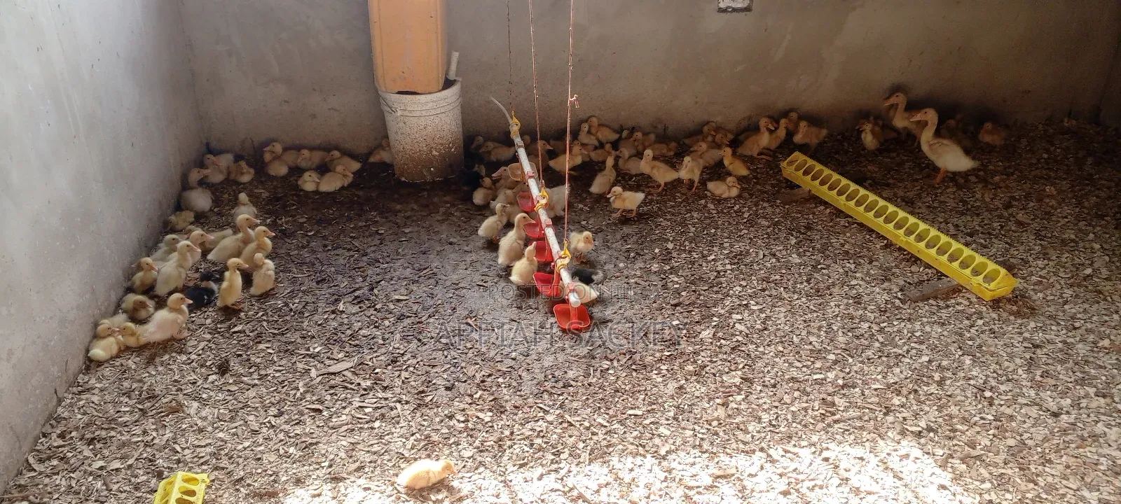 Jumbo Pekins