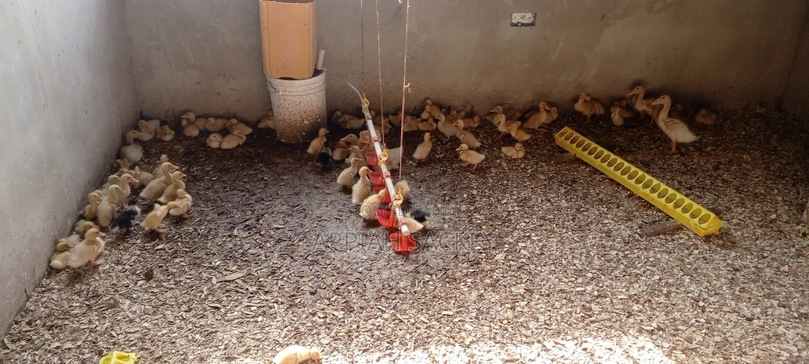 Jumbo Pekins