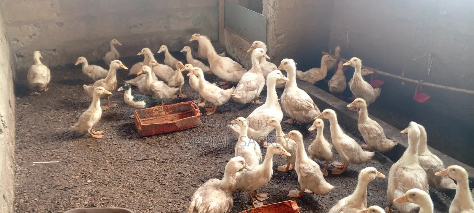 4 Weeks Jumbo Pekins