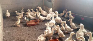 4 Weeks Jumbo Pekins