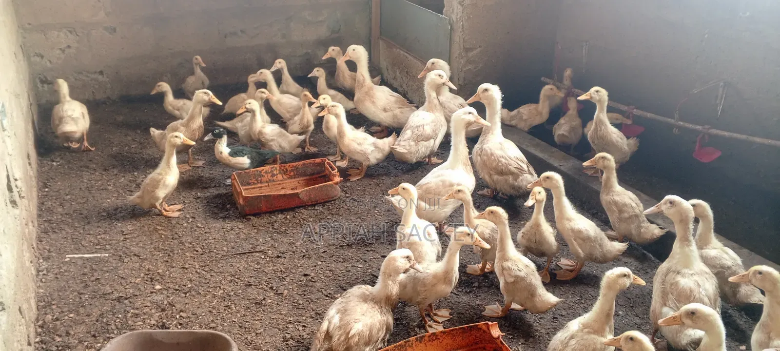 4 Weeks Jumbo Pekins