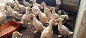 4 Weeks Jumbo Pekins