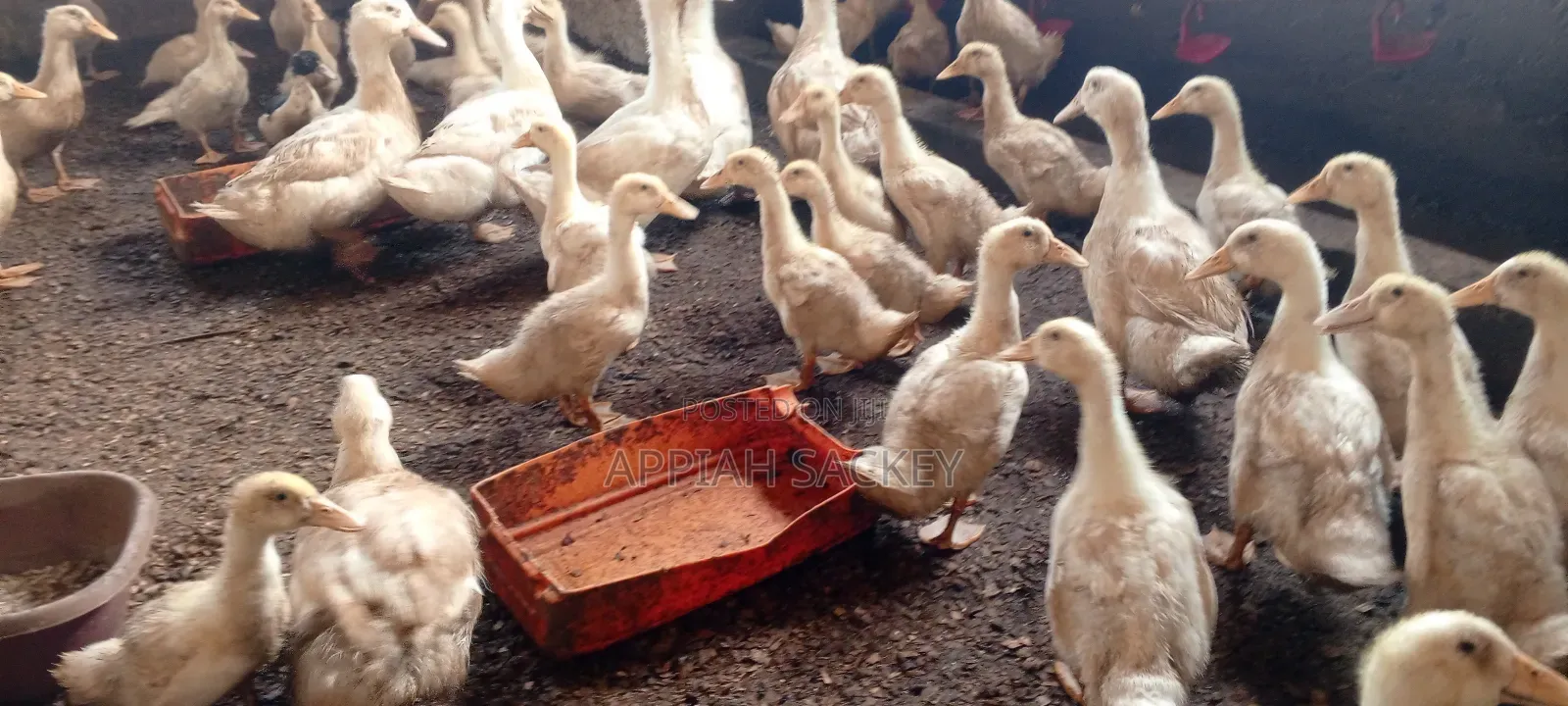 4 Weeks Jumbo Pekins