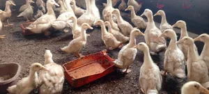 4 Weeks Jumbo Pekins