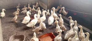 4 Weeks Jumbo Pekins
