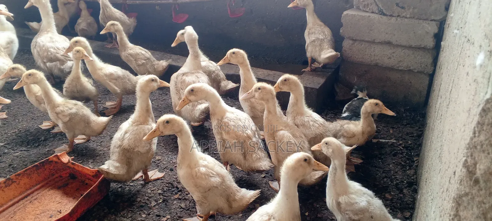 4 Weeks Jumbo Pekins
