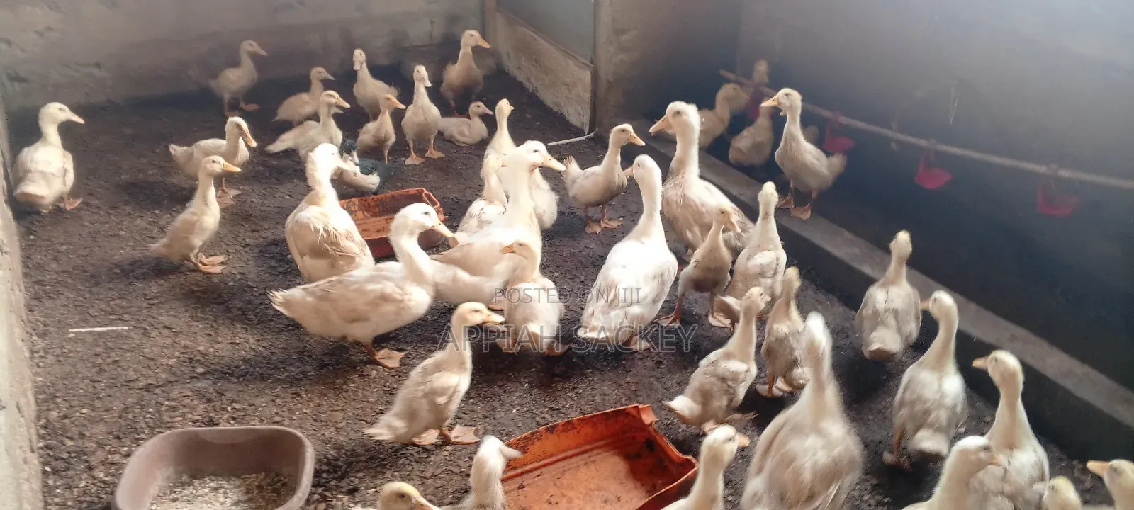 4 Weeks Jumbo Pekins
