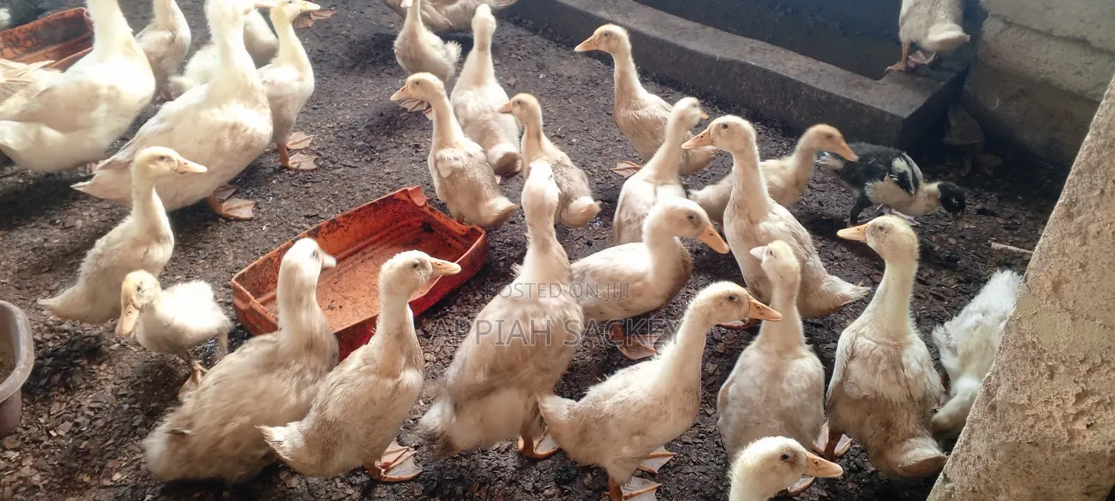 4 Weeks Jumbo Pekins