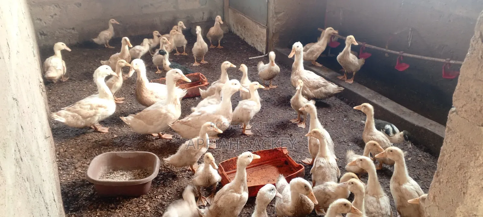 4 Weeks Jumbo Pekins