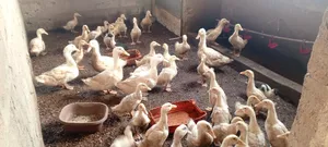 4 Weeks Jumbo Pekins