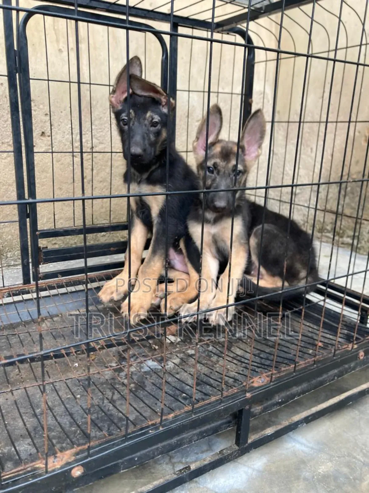 3-6 months Male Purebred German Shepherd
