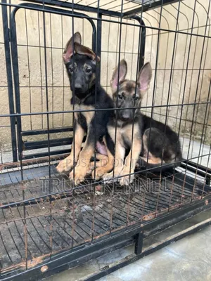 3-6 months Male Purebred German Shepherd