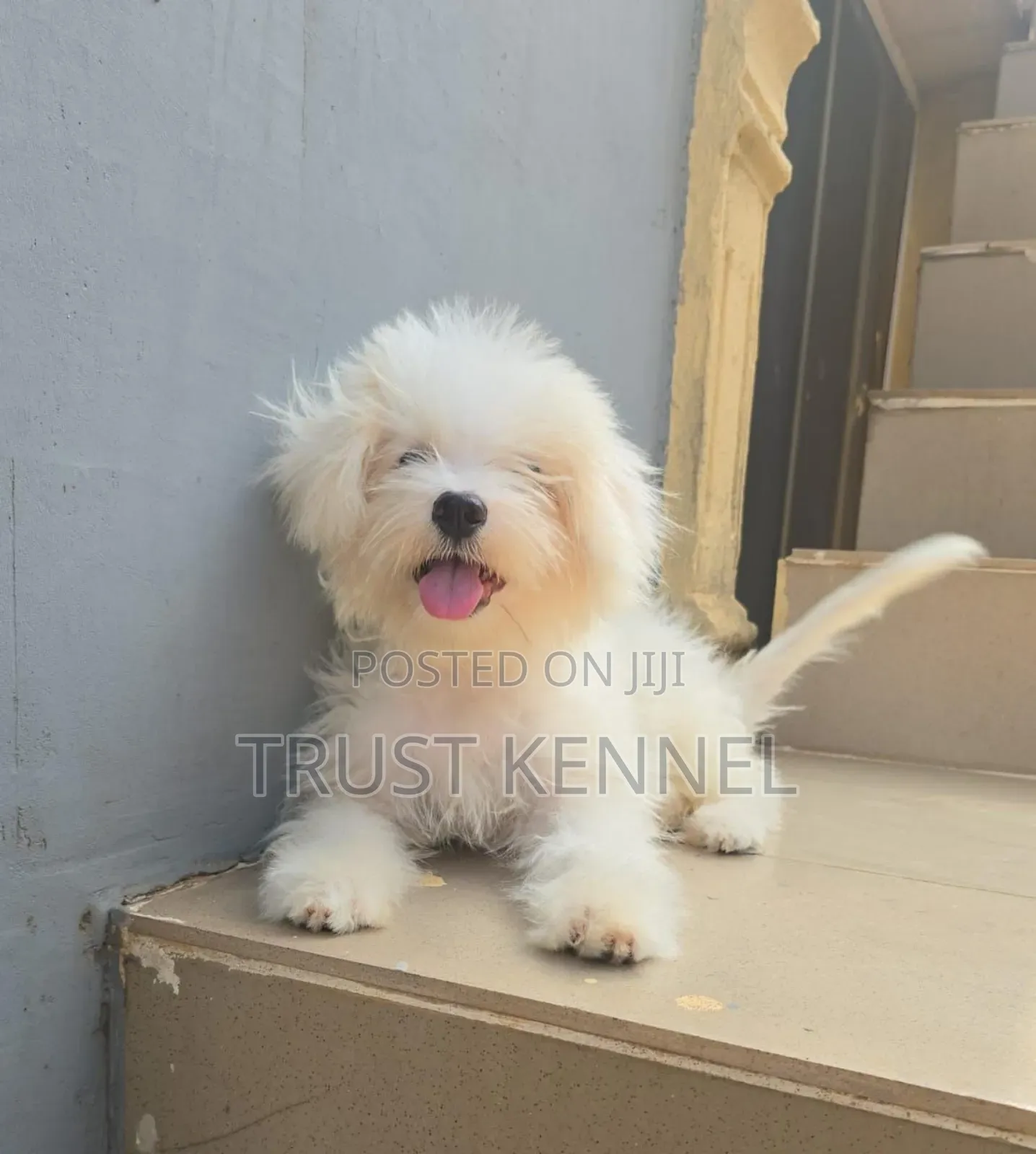 1-3 months Female Purebred Maltese