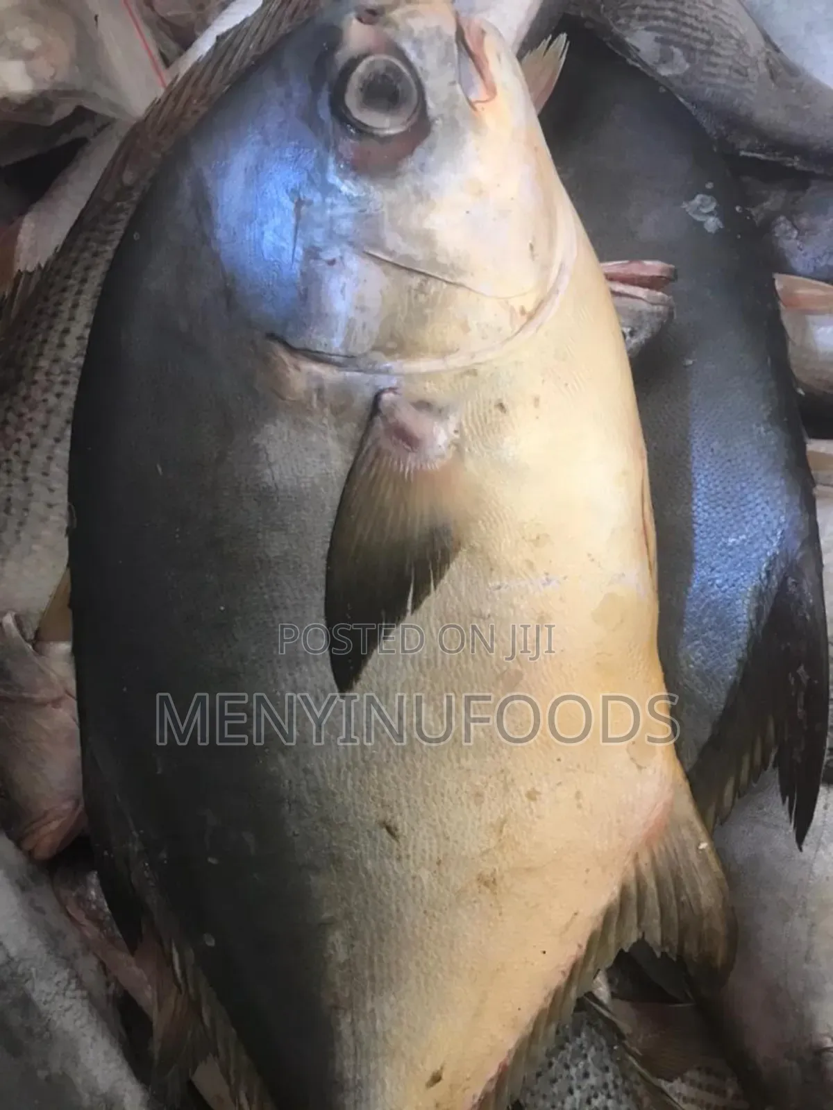 Fresh Pompano Fish for Sale – Wholesale Retail | Ghana