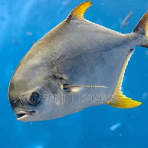 Fresh Pompano Fish for Sale – Wholesale Retail | Ghana