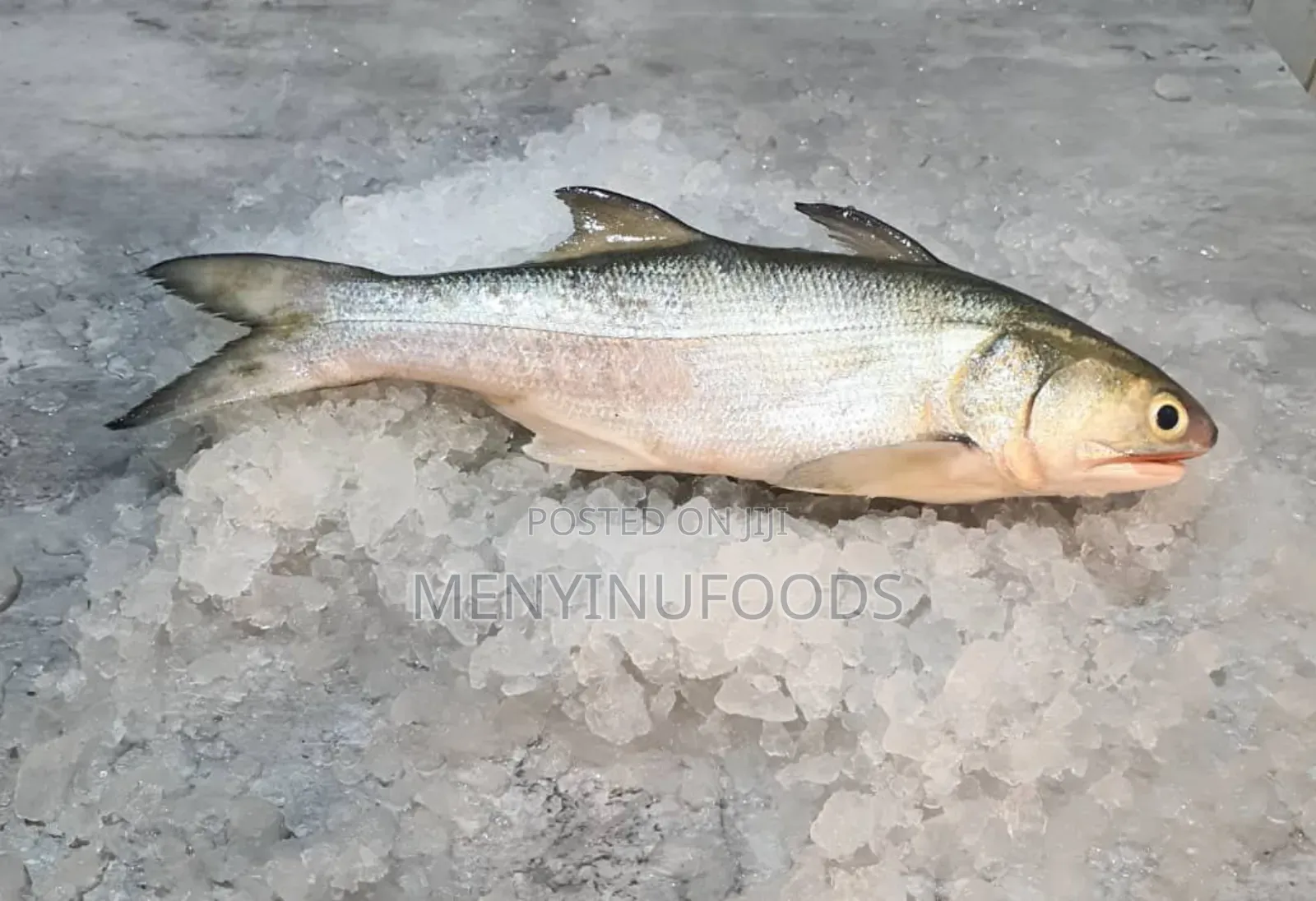 Fresh Threadfin Fish – Wholesale Retail| Ghana