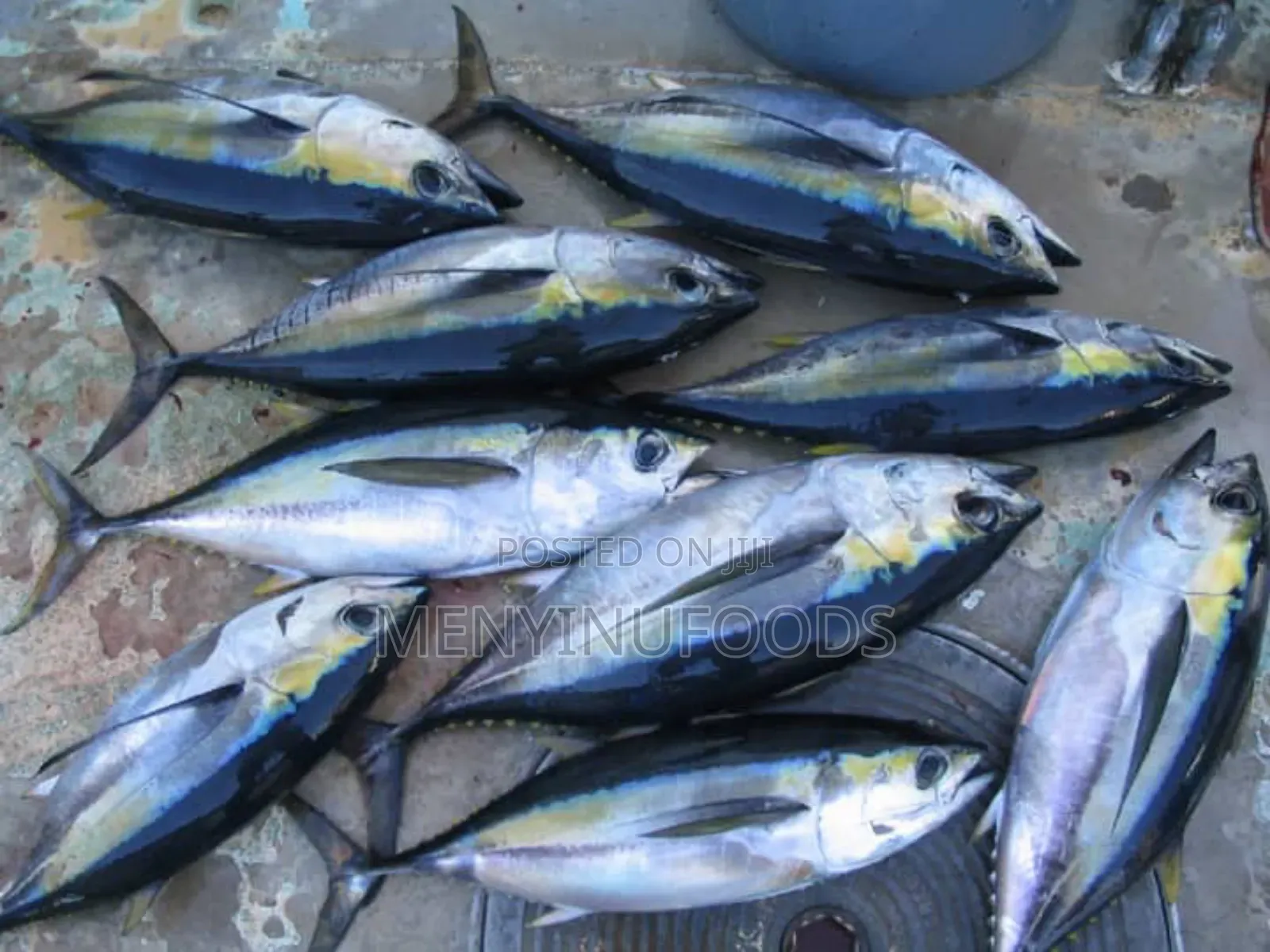 Fresh Tuna Fish for Sale – Wholesale Retail | Ghana