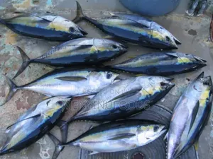 Fresh Tuna Fish for Sale – Wholesale Retail | Ghana