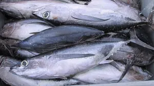 Fresh Tuna Fish for Sale – Wholesale Retail | Ghana