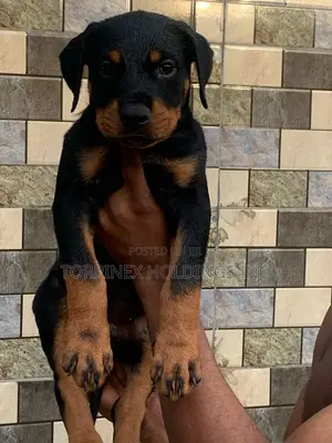 1-3 months Male Purebred Rottweiler