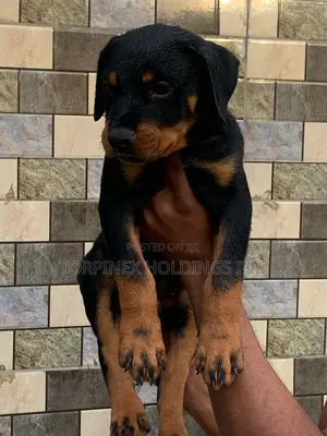 1-3 months Male Purebred Rottweiler